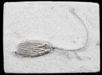 Crinoid (Hylodecrinus) Fossil - Crawfordsville, Indiana #78283-1